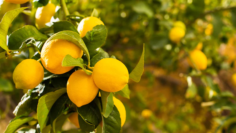 ଯଦି ଜୀବନ ତୁମକୁ ଲେମ୍ବୁ ଦିଏ, ତେବେ ନିଜକୁ ଭାଗ୍ୟବାନ ଭାବ: ସେମାନେ ସ୍ୱାସ୍ଥ୍ୟ ଚାର୍ଟରେ ଶୀର୍ଷରେ ଅଛନ୍ତି