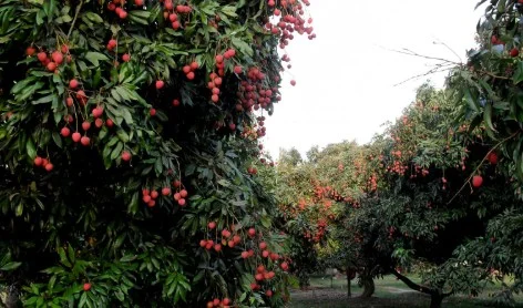 ଅତ୍ୟଧିକ ଗରମରେ ଏହି କାରଣଗୁଡ଼ିକ ପାଇଁ ଖାଆନ୍ତୁ ଲିଚୁ